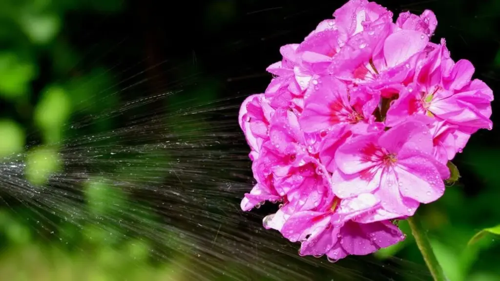 Watering geraniums in heat: A 1-minute routine for summer days